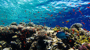 Listopad ´26 Egypt: Dahab