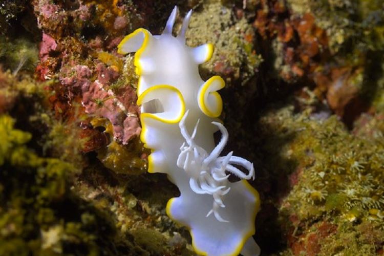 tubbataha-safari-foto-20