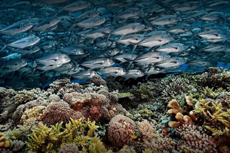 tubbataha-safari-foto-30