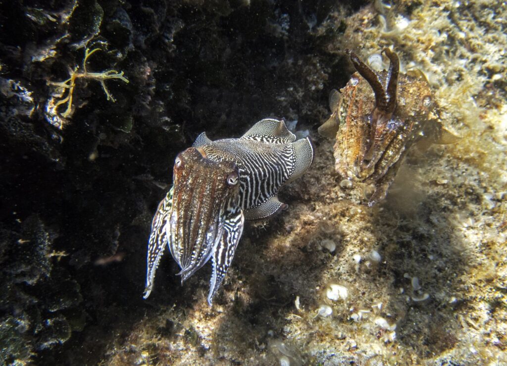 474477388_1125818619553844_505069316729855249_n